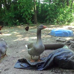 Hub my gander