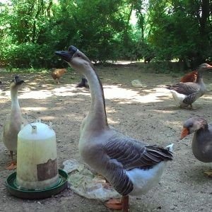 Brat my chinese gander