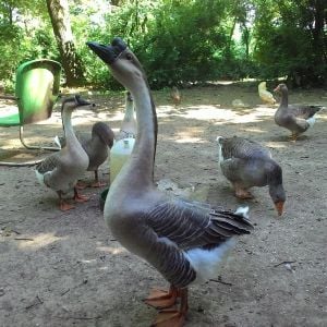 Brat photo-bombing the others