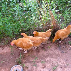 Meet Mr. Stanley Roosterface and his ladies.Blanche, Sophia and Rose