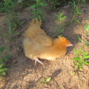Blanche loves to dust bathe.