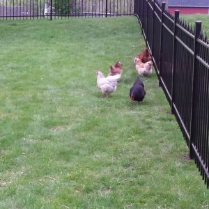 my chickies walking around my backyard!