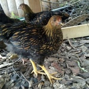Gold Laced Wyandotte in the Front