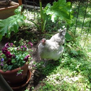 Olive, Camilla's silver chick from 2014.  the other silver chick was a rooster who got a great new rural home last fall.  i know, it's not fair that Olive is the only one of the babies who has a name....