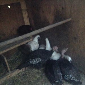 The once baby Silkies and turkeys making themselves a home in their new coop!