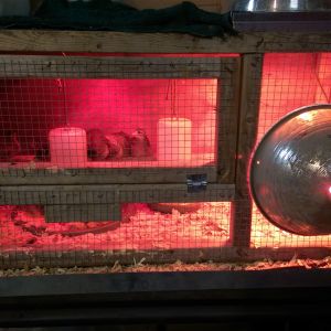 This one is week 2-3 brooder and also sometimes sick bay for injured chickens.