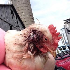 my lady that got attacked by  a weasel.... yes she survived and is super lovable, doesnt give me eggs but thats ok :)