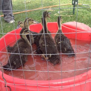 my ucky duckies!!