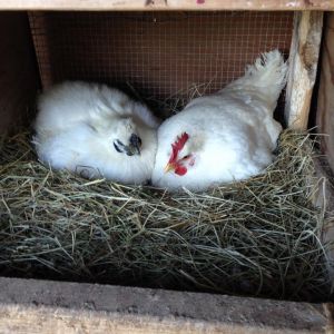 Sasha and Annie sharing duties on these eggs