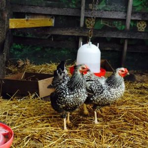 Betty and Wilma, our Silver Laced Wyandotte Hens