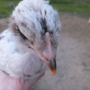 #1 -  4 week roo or pullet (head)