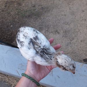 #1 -  4 week roo or pullet (body)