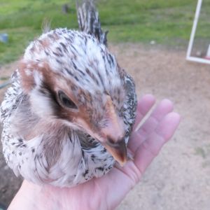 #2-  4 week roo or pullet (head)