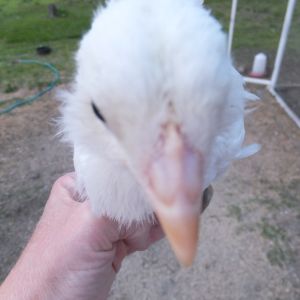 #3 -  4 week roo or pullet (head)  all white