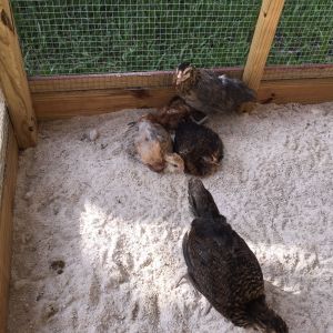 My chicks having a dustbath for the firsttime after switching to sand they love it....!