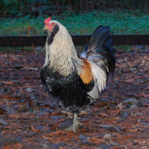 This is my great aunt's rooster! A beauty ain't he?