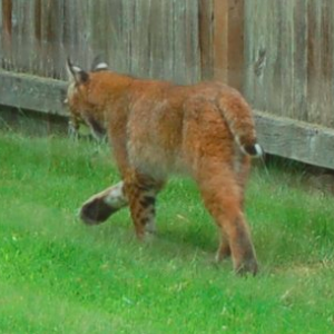Another picture from my great aunt. :) 

She found a bobcat ranging out around her coop, and managed to snap a picture of him while he trotted of. Thankfully he didn't make a meal of any chickens that day!
