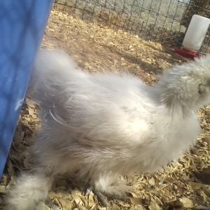 A white silkie named Mirabella, a pekin/bantam cochin named Esmerelda, and a white crested blue polish named Lorka. The speckeled sussex's were named arabella and beatrix.