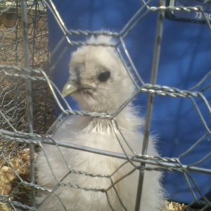 Mirabella and Esmerelda have hobbit names because they have feathered feet... like little hobbit chickens.