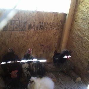 the kids in the coop.
