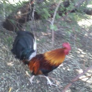 Randall on the run...