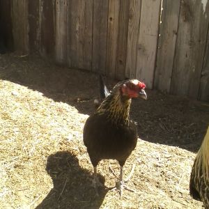 Bianca. 1 year old American Game Bantam hen