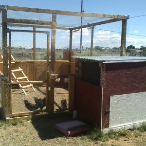 Run and coop for new chicks. Coop is on the ground for the silkie.