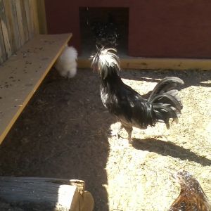 Kasper! White Crested Blue Polish Bantam