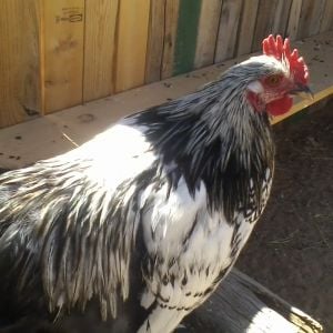 HIs name was Esmerelda... I need a boy hobbit name for him now. Bantam Cochin/Pekin. I think silver laced, but hasn't feather out with the pattern yet.