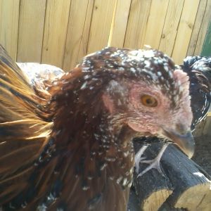 Polly-Jean is a pretty girl.