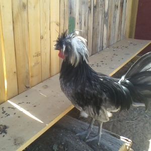 Kasper the Polish Bantam in action!