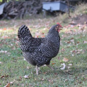Bubbles- Barred Plymouth Rock