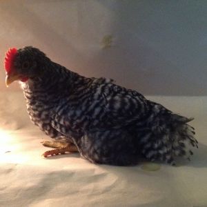 Six week old presumed barred came as a Meyer meal maker