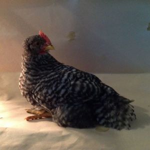 Same six week old barred rocks
