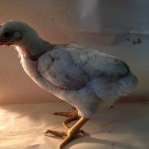 Six week old white rock