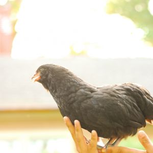 Chima Chicken.  Nine week old black amaraucauna.