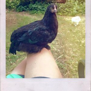 Tuukka, my lap rooster.  Well.  My knee rooster, anyhow.  Black copper maran at nine weeks old.