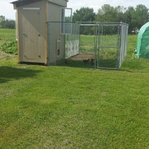 Just need to paint the coop barn red with white trim and it's done!  I think the girls are happy with the run and getting to be outside.  Got this dog kennel for $100 used and ran chicken wire around it to be sure the girls are safe!