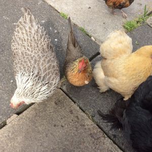 delilah, Ann, Jane & Phoenix