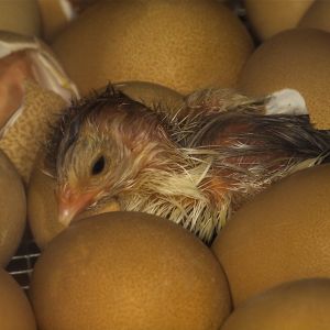 Guinea keet