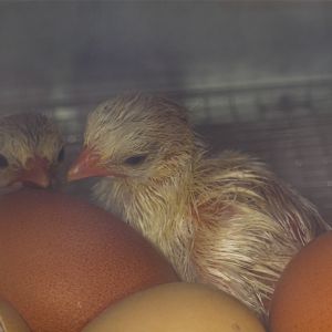 Guinea keet