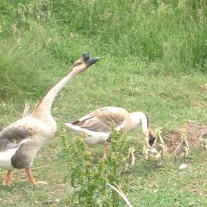Daddy keeps watch while Mama gives a lesson on how to eat grass.