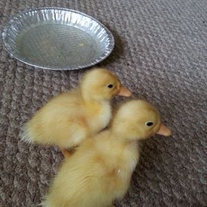 goof & daisy as babies