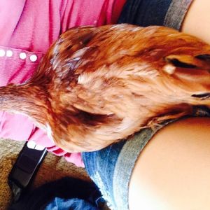 This is Ms Cluckers she got ahurt leg and when you petted her or let her sit in your lap she would cluck very loud and pretty
