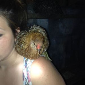 Hence her Name Parrot she loves to be held and cuddled