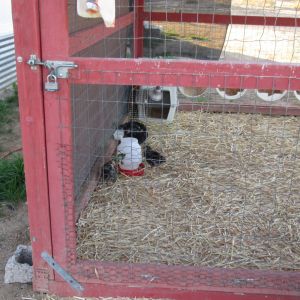 Photo of my girls' coup when we first put them out this winter.