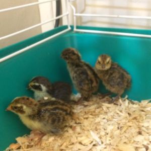first four quail chicks I've ever hatched.