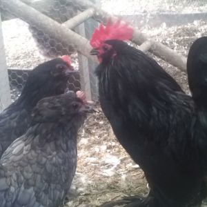 Lovely 'Little Roo'. Look out for him in the Nowra Poultry Show!!!