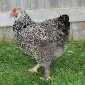 Lacey - Dark Silver Laced Brahma