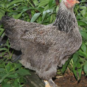 Lacey - Dark Silver Laced Brahma